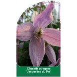 clematis-jacqueline-du-pre-c0