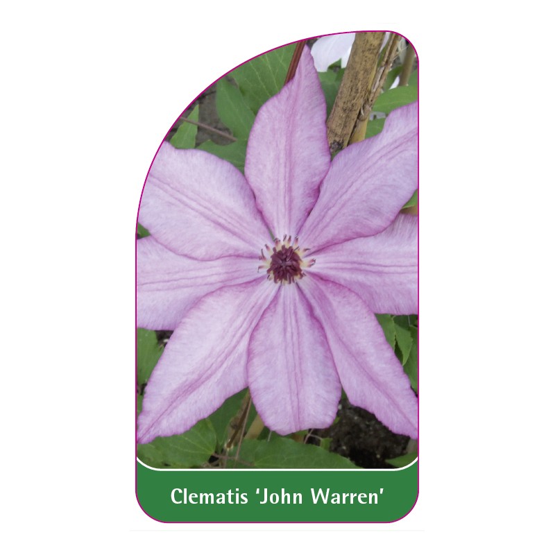 clematis-john-warren-a0