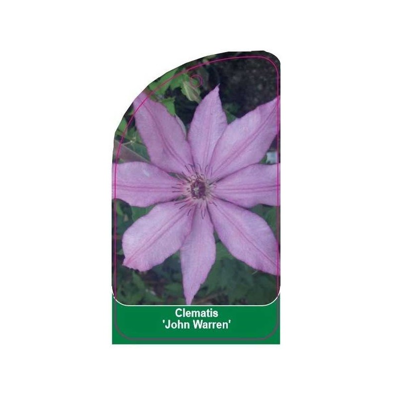 clematis-john-warren-c0