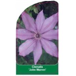 clematis-john-warren-c0