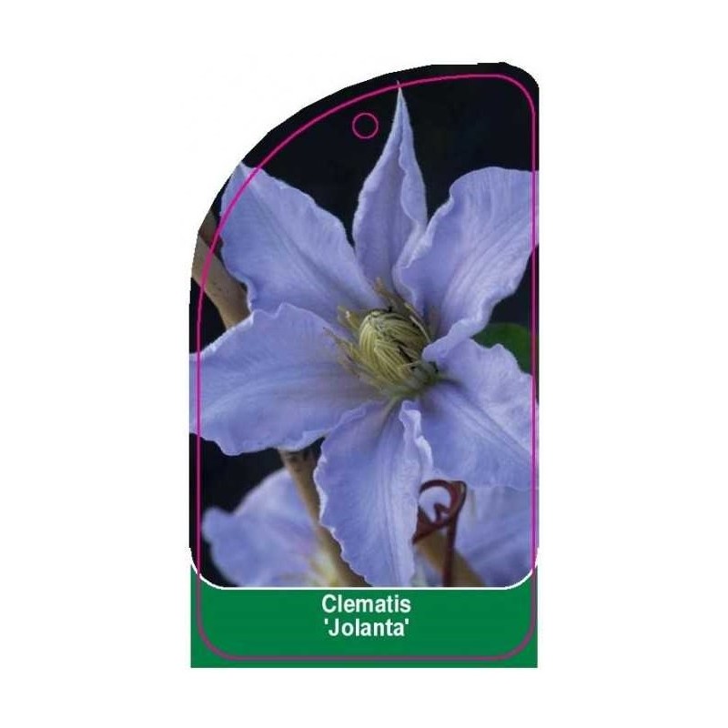 clematis-jolanta-0