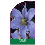 clematis-jolanta-0