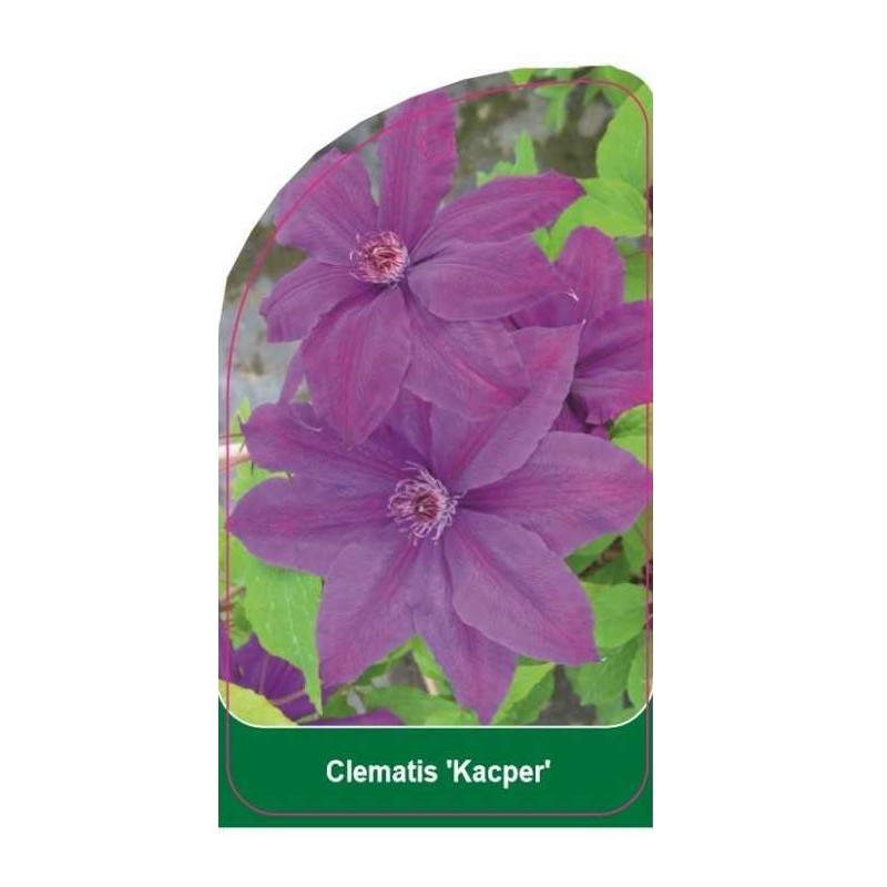 clematis-kacper-b0