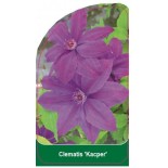 clematis-kacper-b0