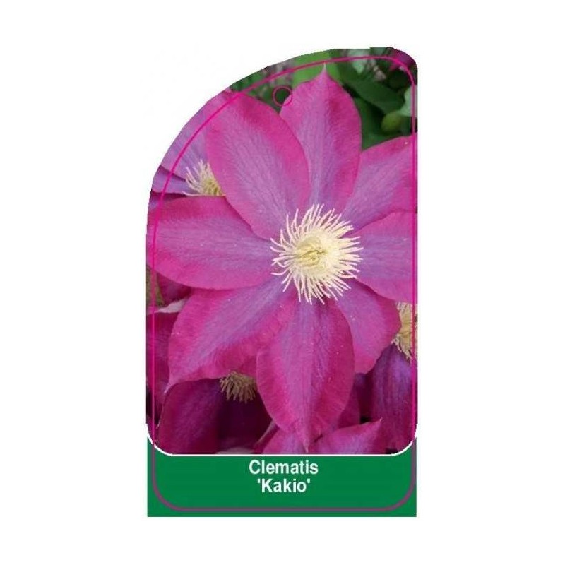 clematis-kakio-a0