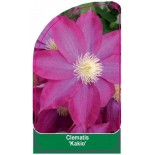 clematis-kakio-a0