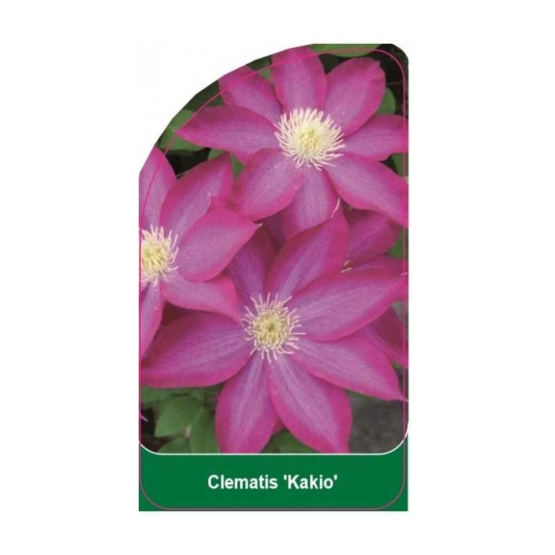 clematis-kakio-b0