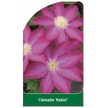 clematis-kakio-b0