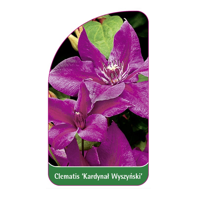 clematis-kardynal-wyszynski-a0