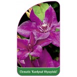 clematis-kardynal-wyszynski-a0