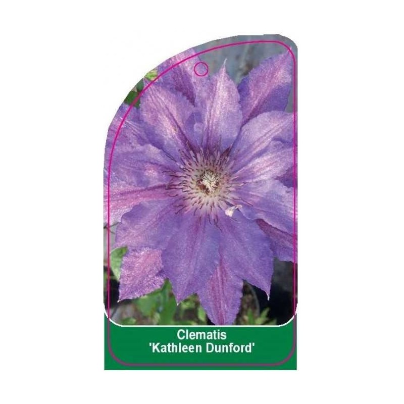 clematis-kathleen-dunford-a0