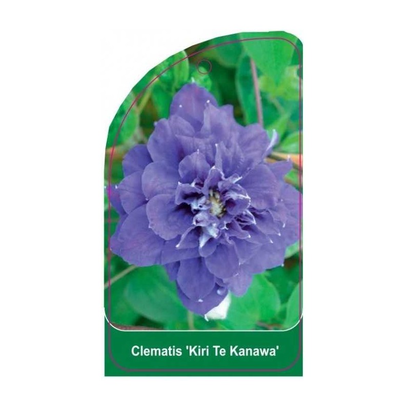 clematis-kiri-te-kanawa-b0