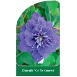 clematis-kiri-te-kanawa-b0