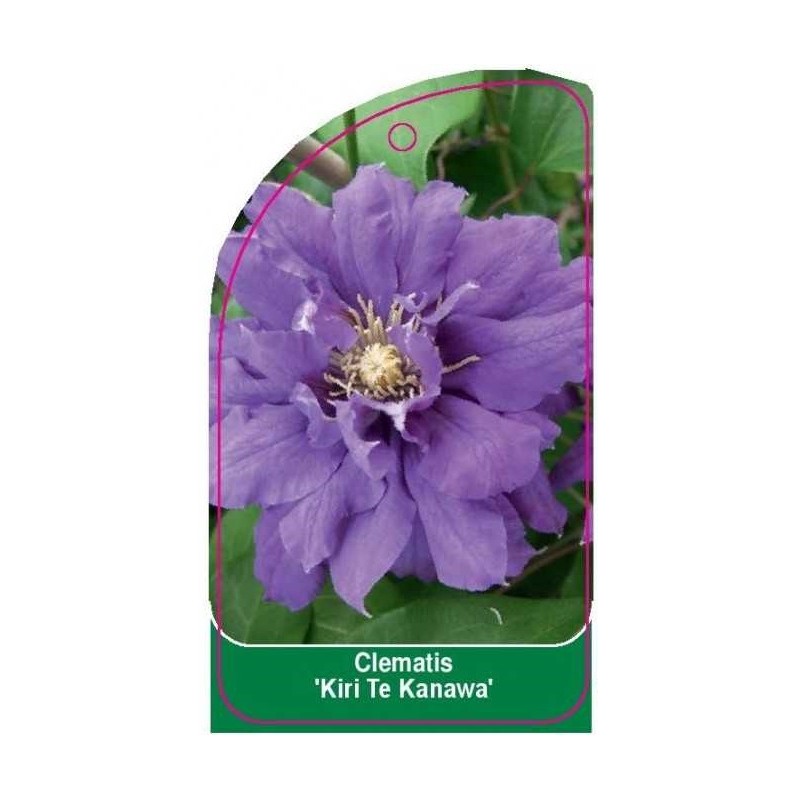 clematis-kiri-te-kanawa-c0