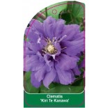 clematis-kiri-te-kanawa-c0