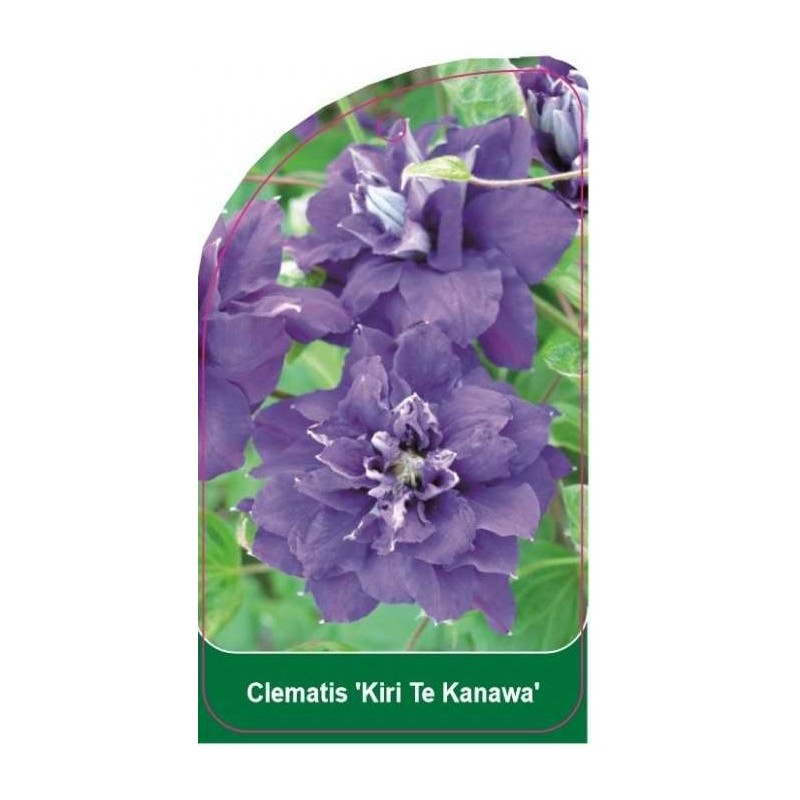 clematis-kiri-te-kanawa-d0