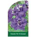 clematis-kiri-te-kanawa-d0