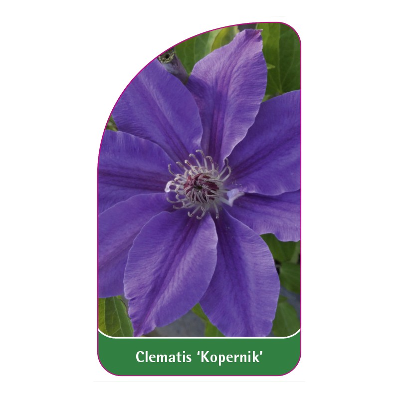 clematis-kopernik-0