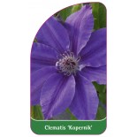 clematis-kopernik-0