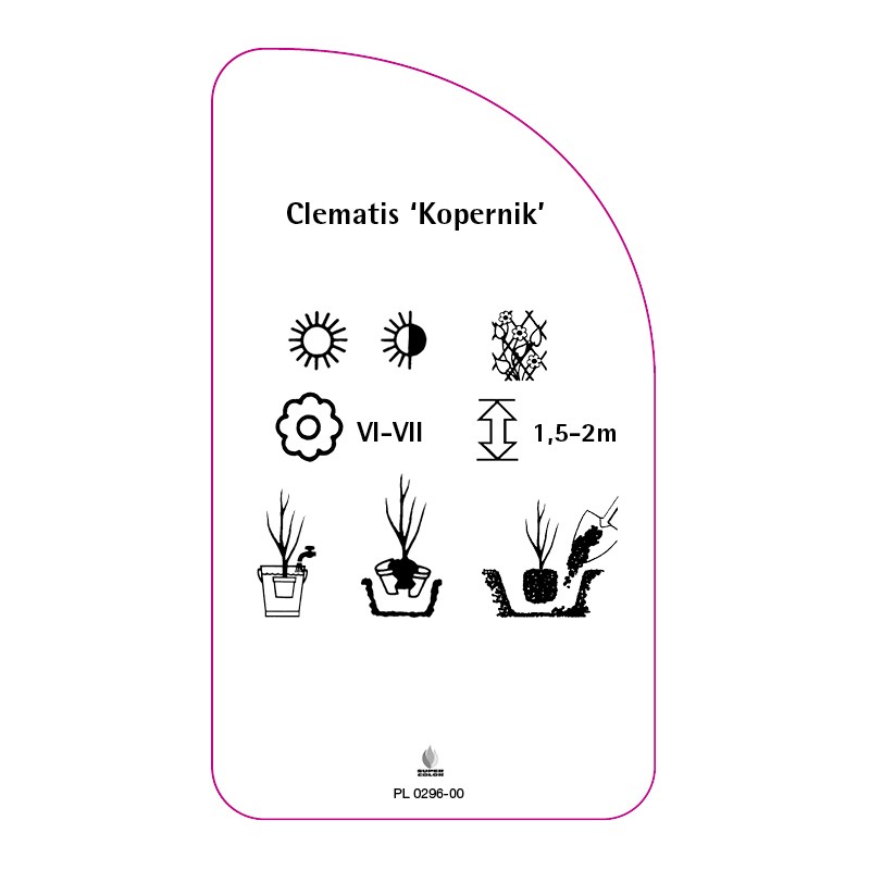 clematis-kopernik-1