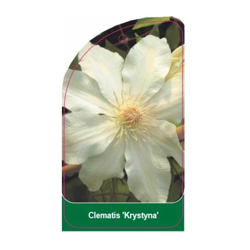 clematis-krystyna-b0