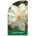 clematis-krystyna-b0