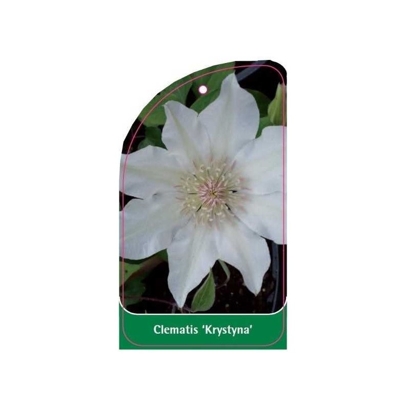 clematis-krystyna-c0