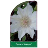 clematis-krystyna-c0