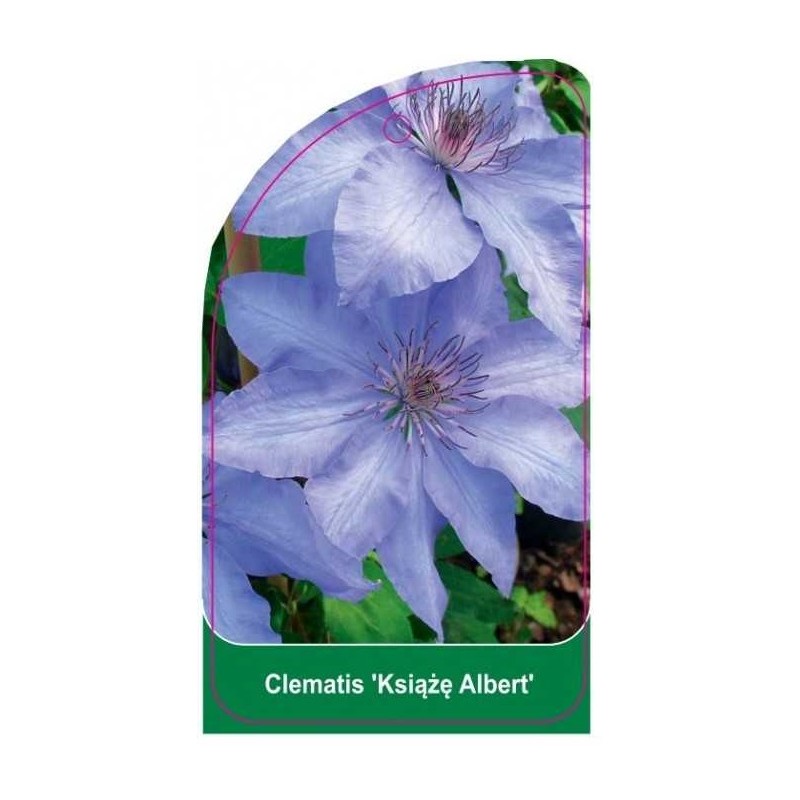 clematis-ksiaze-albert-b0