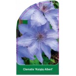 clematis-ksiaze-albert-b0