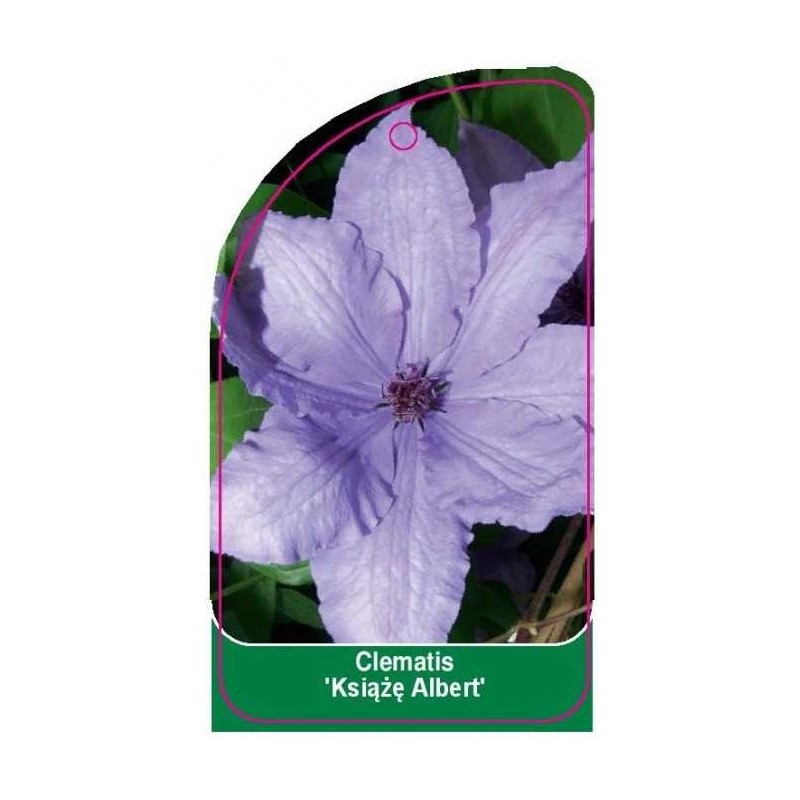 clematis-ksiaze-albert-c0