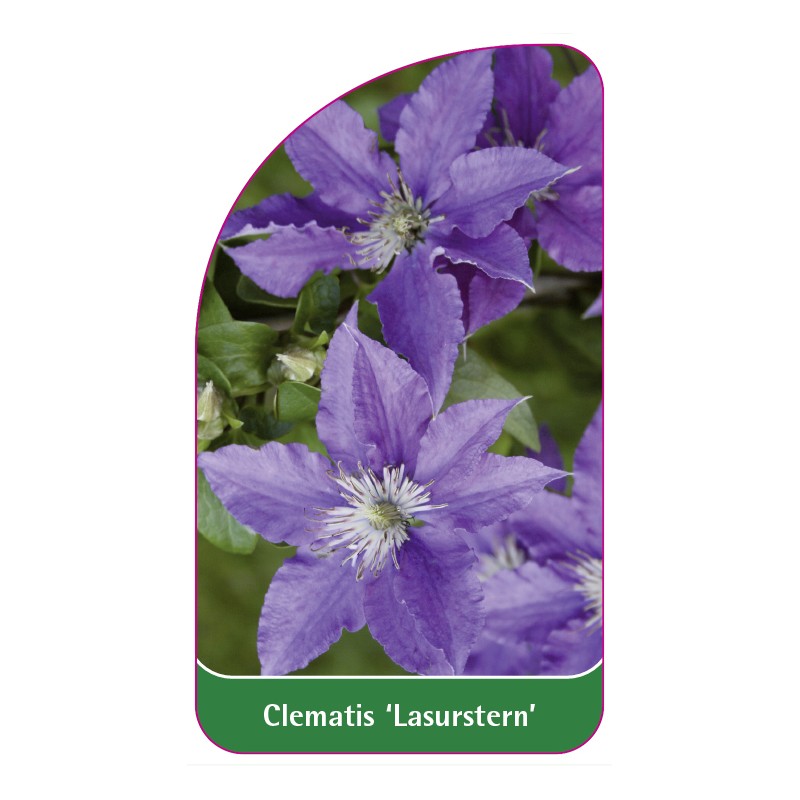 clematis-lasurstern-b0