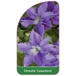 clematis-lasurstern-b0