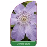 clematis-laura-a0