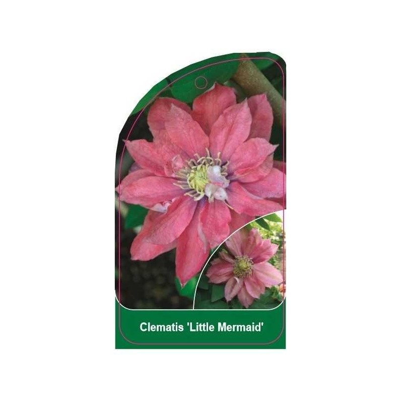 clematis-little-mermaid-b0