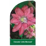 clematis-little-mermaid-b0