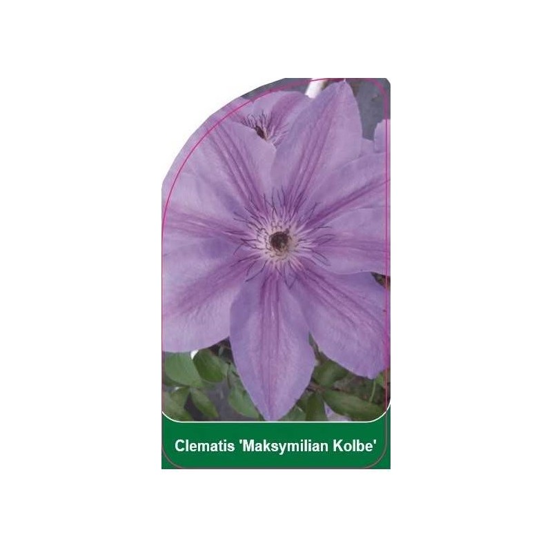 clematis-maksymilian-kolbe-b0