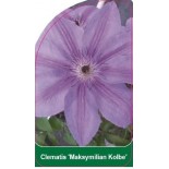 clematis-maksymilian-kolbe-b0