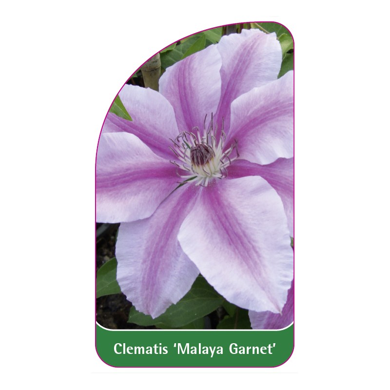 clematis-malaya-garnet-a0