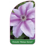 clematis-malaya-garnet-a0