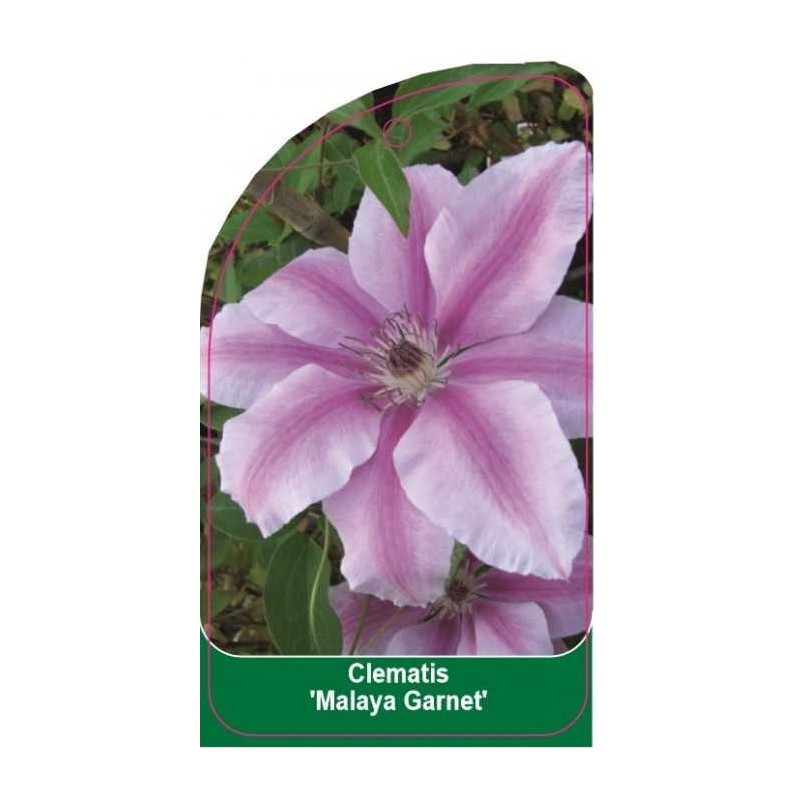 clematis-malaya-garnet-b0