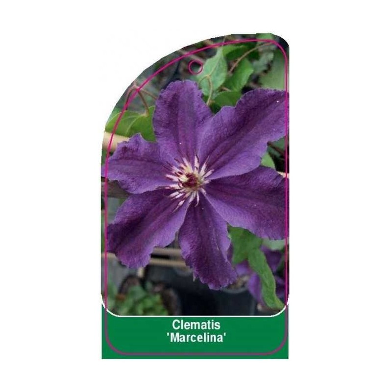 clematis-marcelina-0