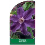 clematis-marcelina-0