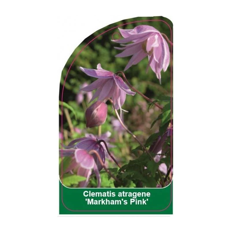 clematis-markham-s-pink-b0