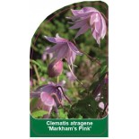 clematis-markham-s-pink-b0