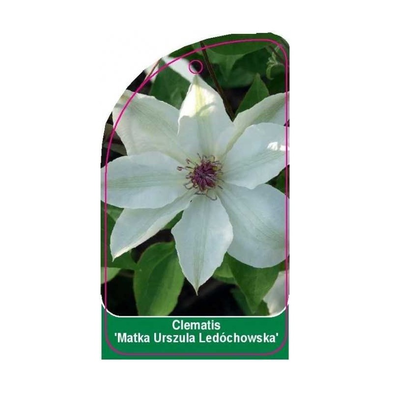 clematis-matka-urszula-ledochowska-a0