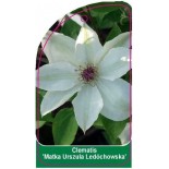 clematis-matka-urszula-ledochowska-a0