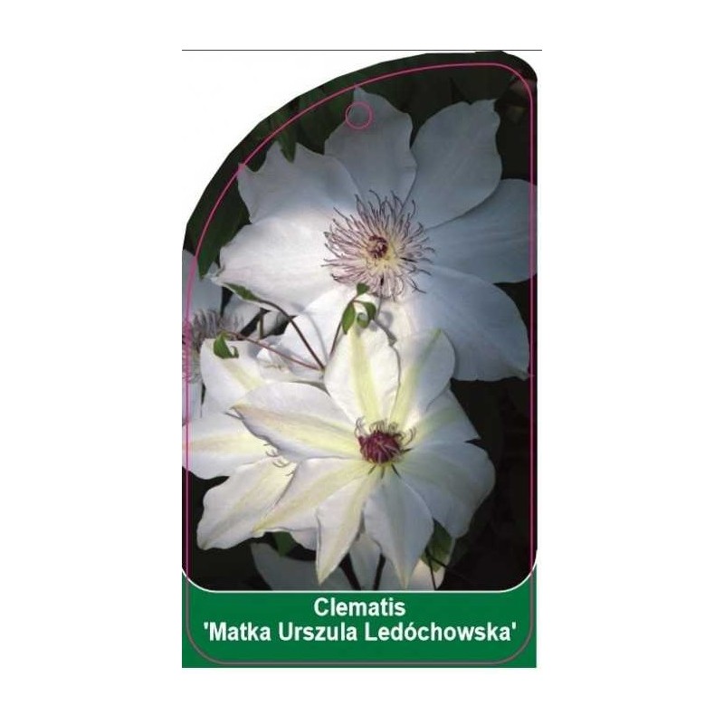 clematis-matka-urszula-ledochowska-b0