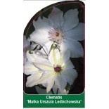 clematis-matka-urszula-ledochowska-b0