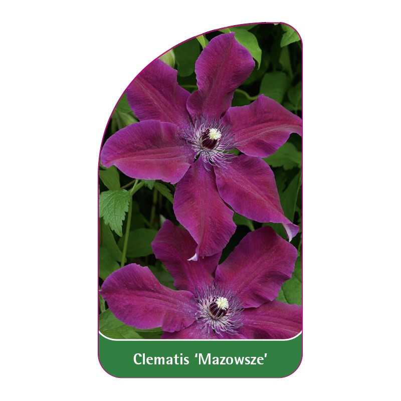 clematis-mazowsze-0